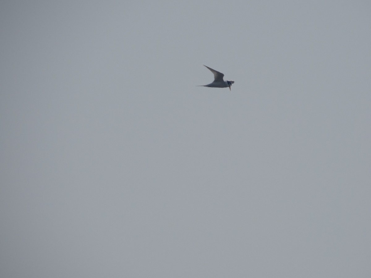 Least Tern - Baylor Cashen