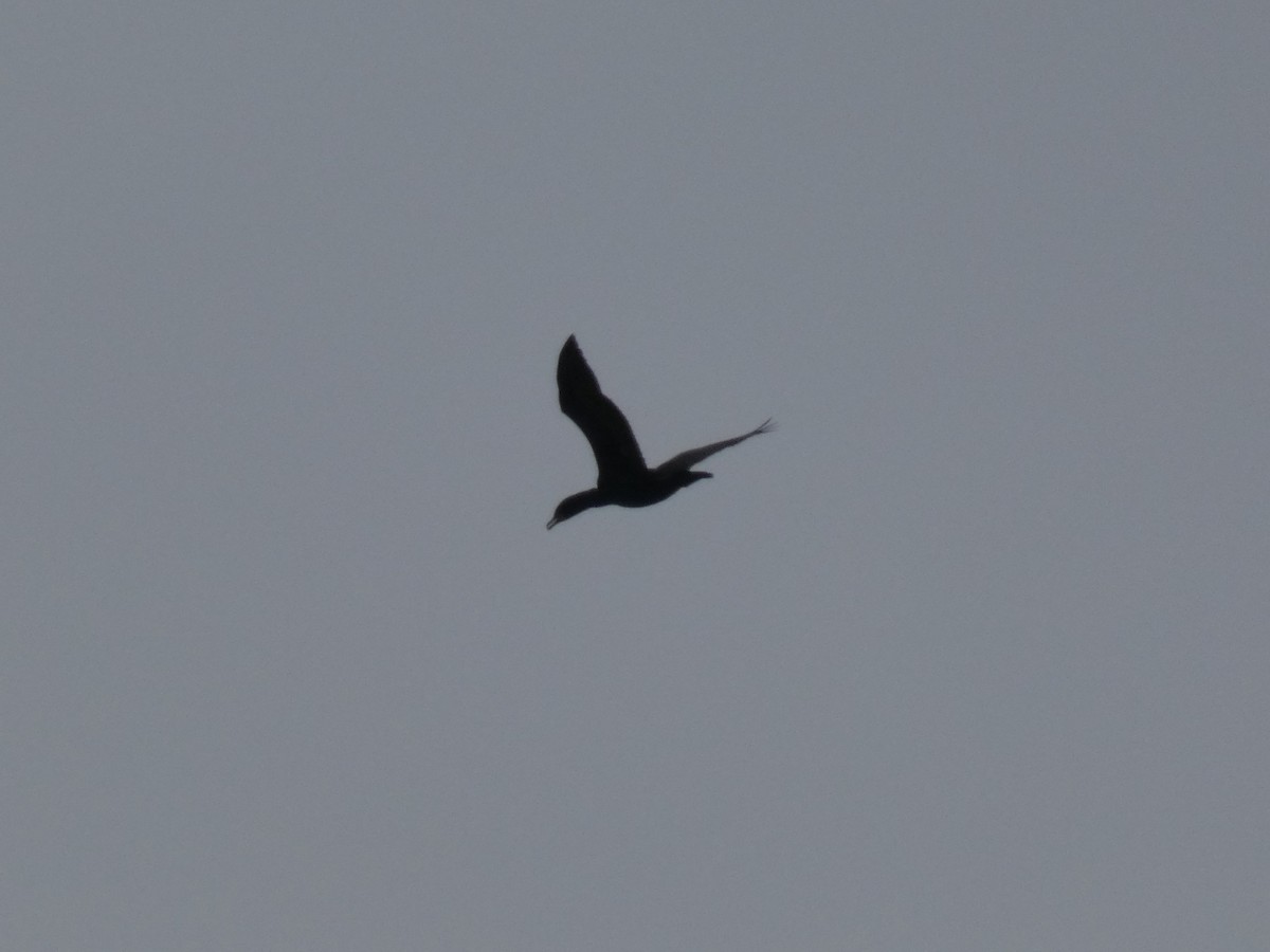 Double-crested Cormorant - ML618861259