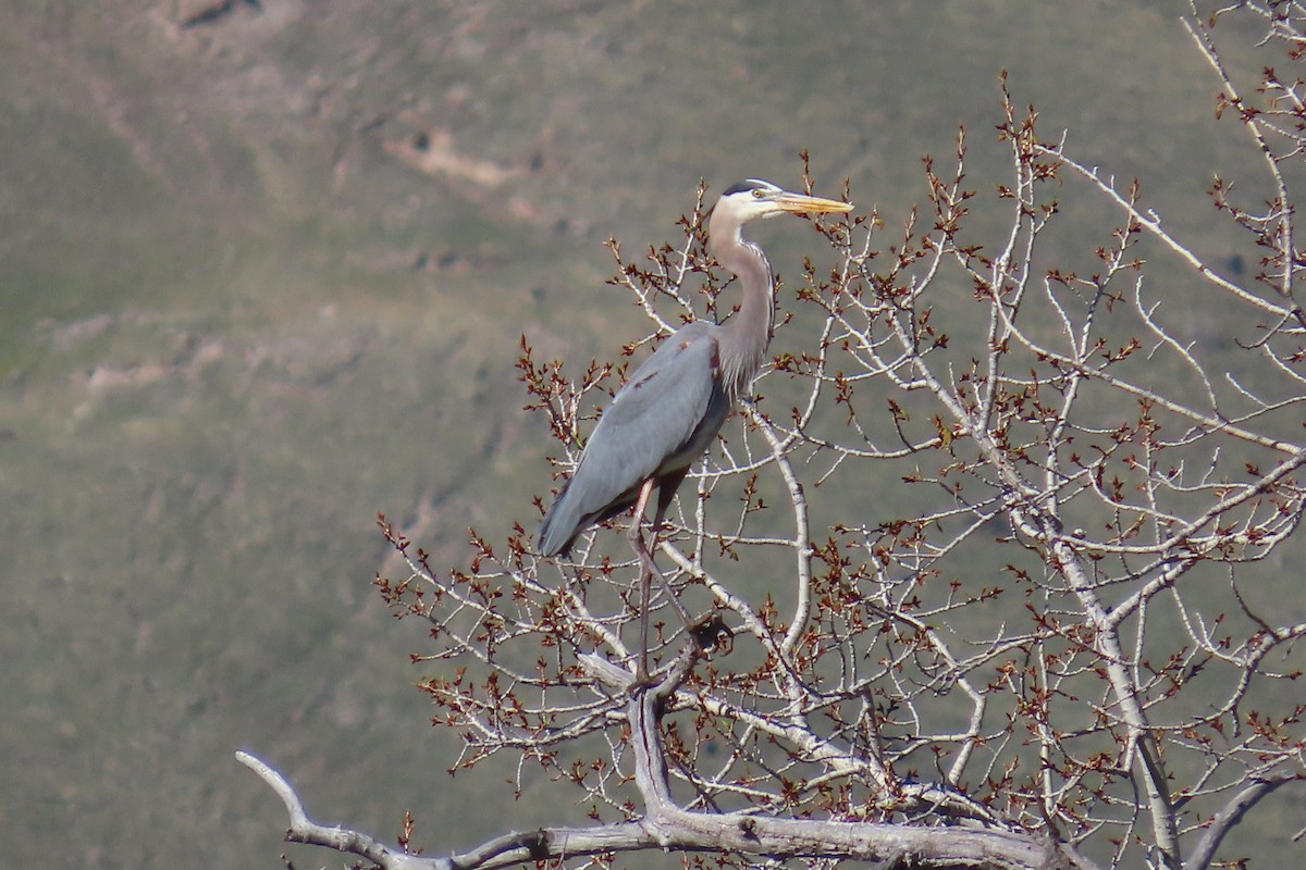 Great Blue Heron - ML618861263