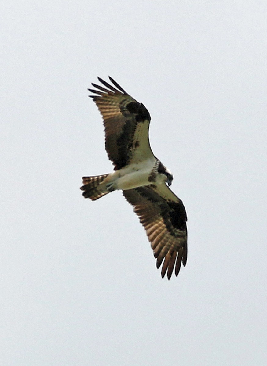 Osprey - William Parkin