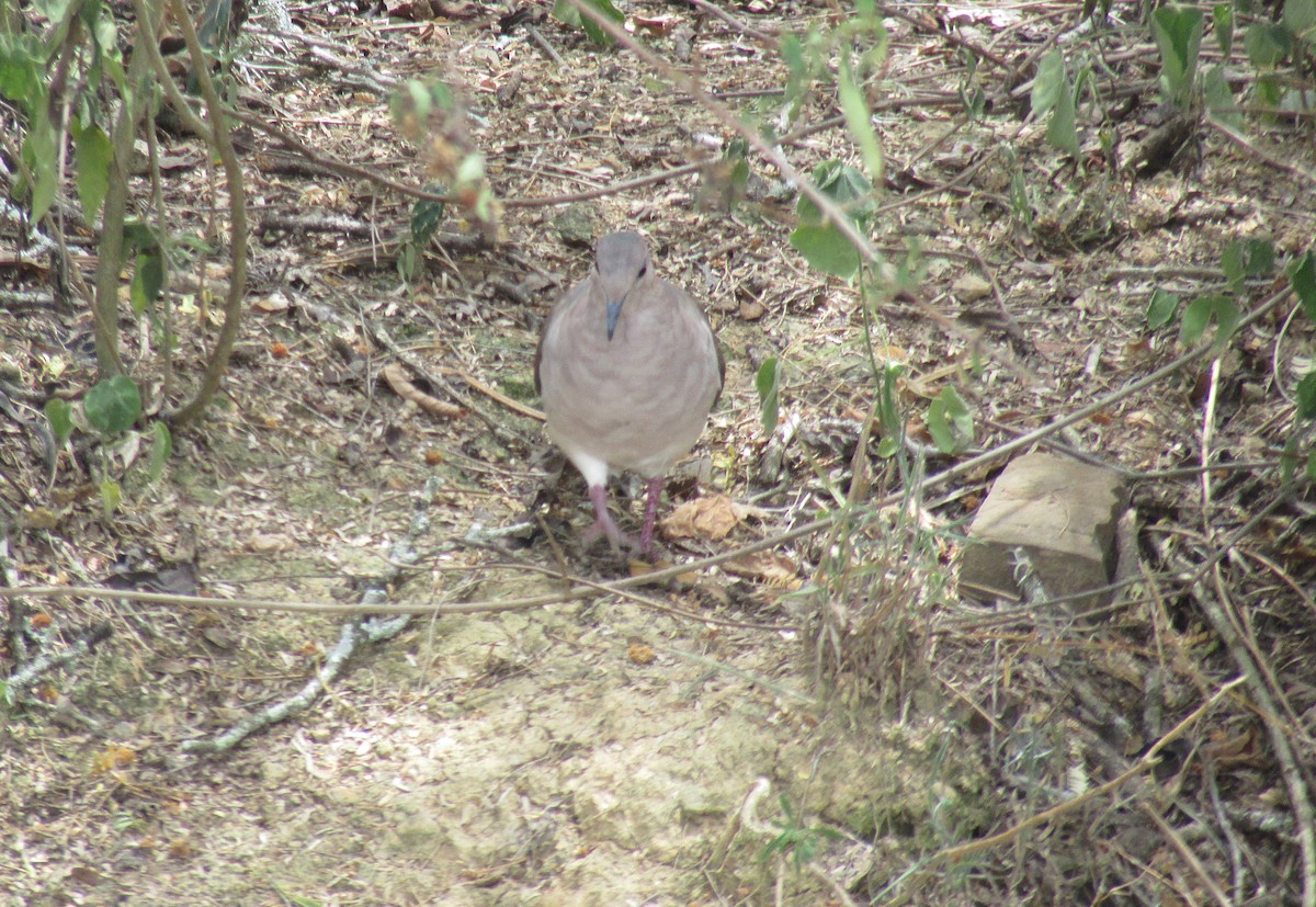 White-tipped Dove - ML618861270