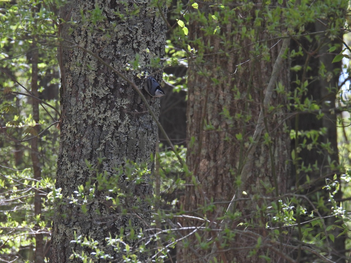 White-breasted Nuthatch - ML618861280