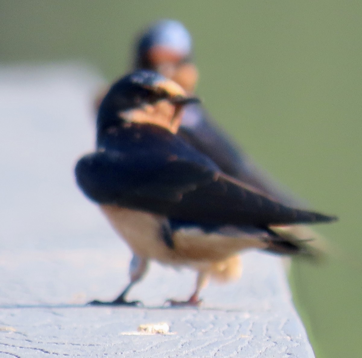 Barn Swallow - Bob Zweigler