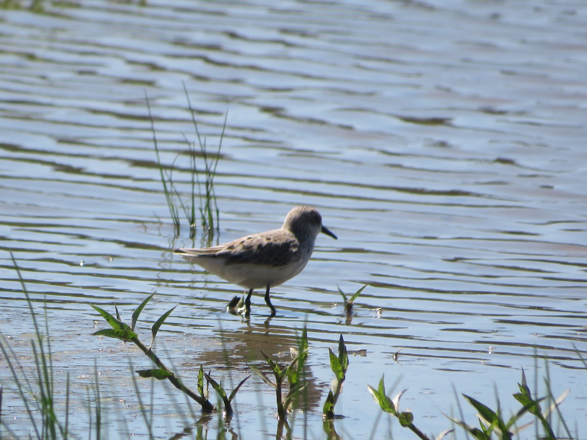 Semipalmated Sandpiper - Joel Jacobson