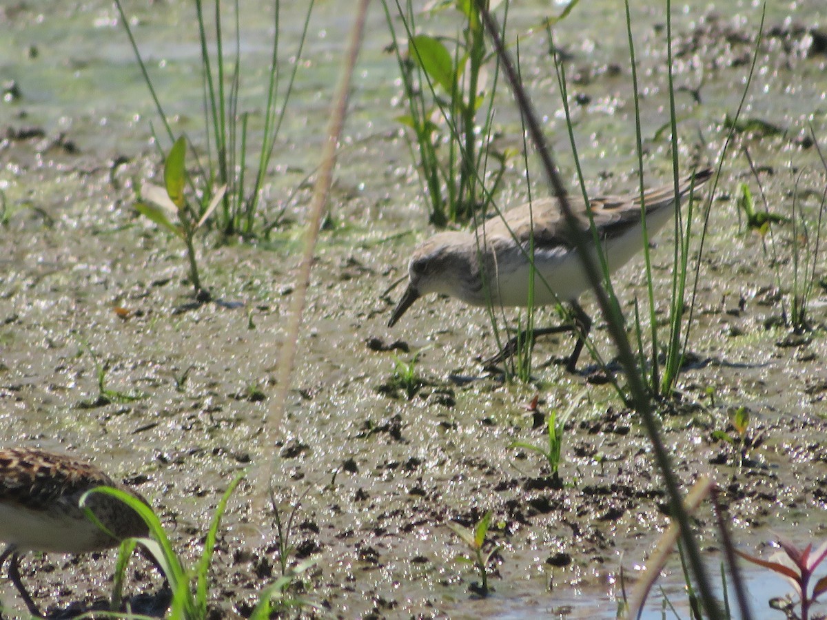 Semipalmated Sandpiper - Joel Jacobson