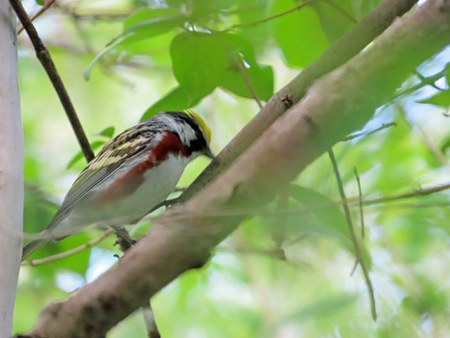 Chestnut-sided Warbler - Nancy Anderson