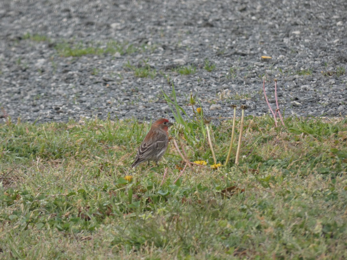 House Finch - Carlo Lindner