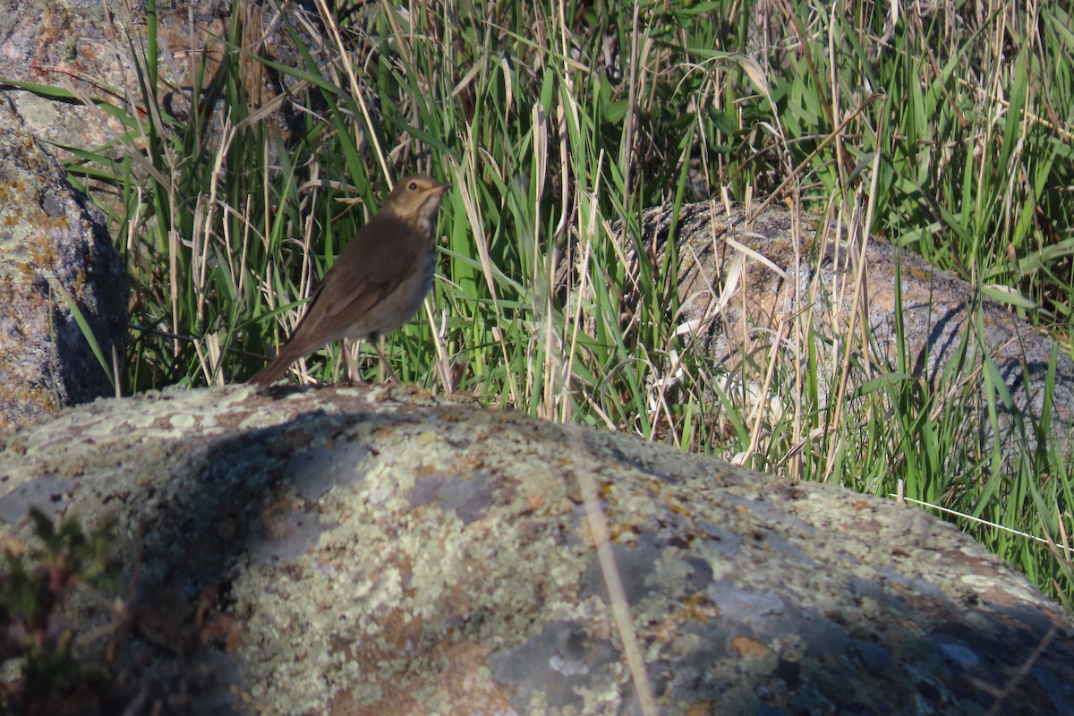 Swainson's Thrush - ML618861313