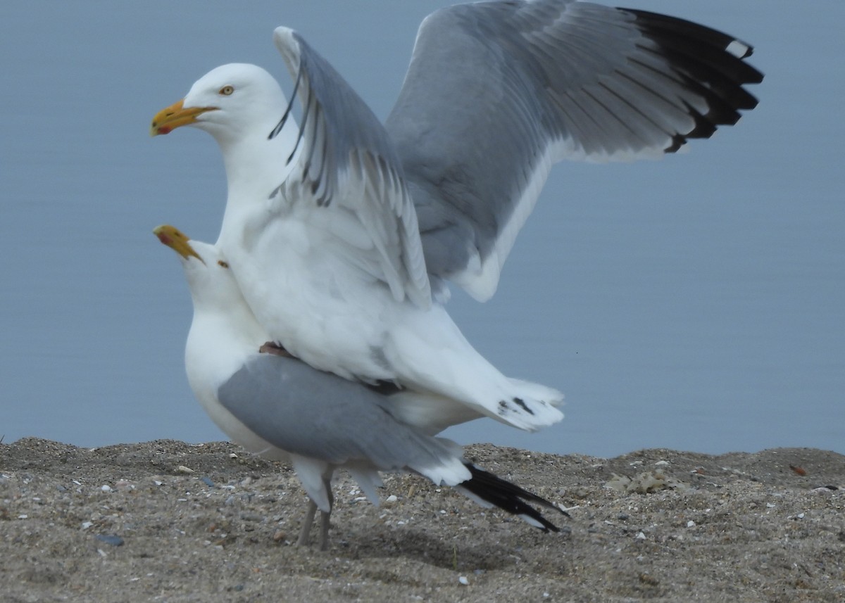 Herring Gull - ML618861318