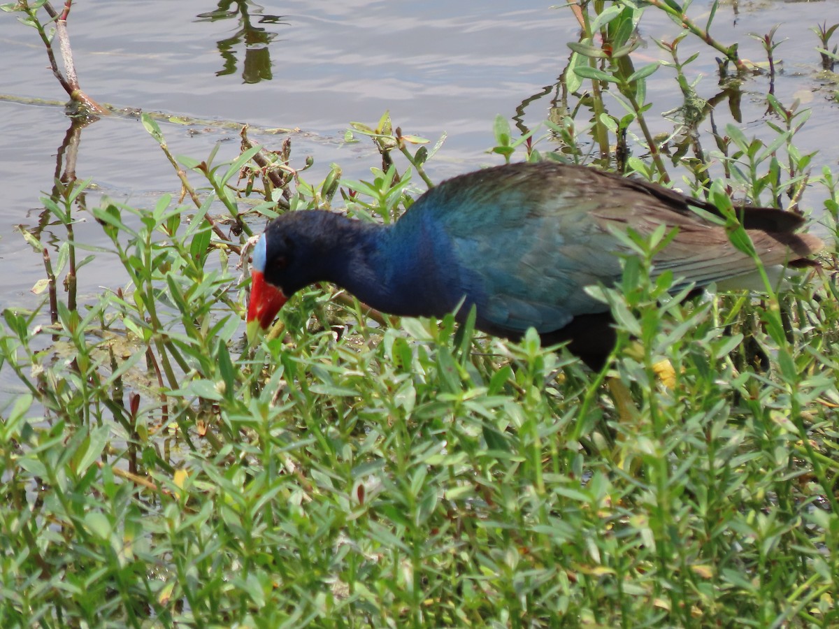 Purple Gallinule - Johnny Owens