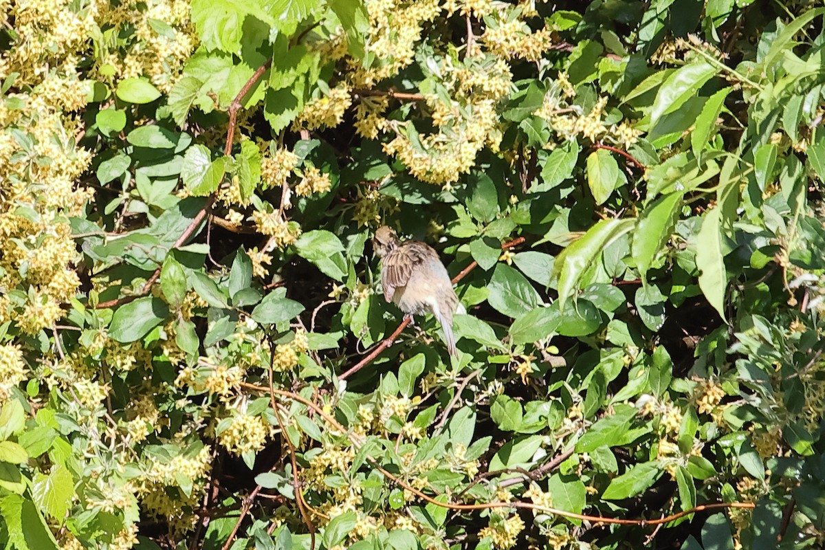 Indigo Bunting - John Mercer