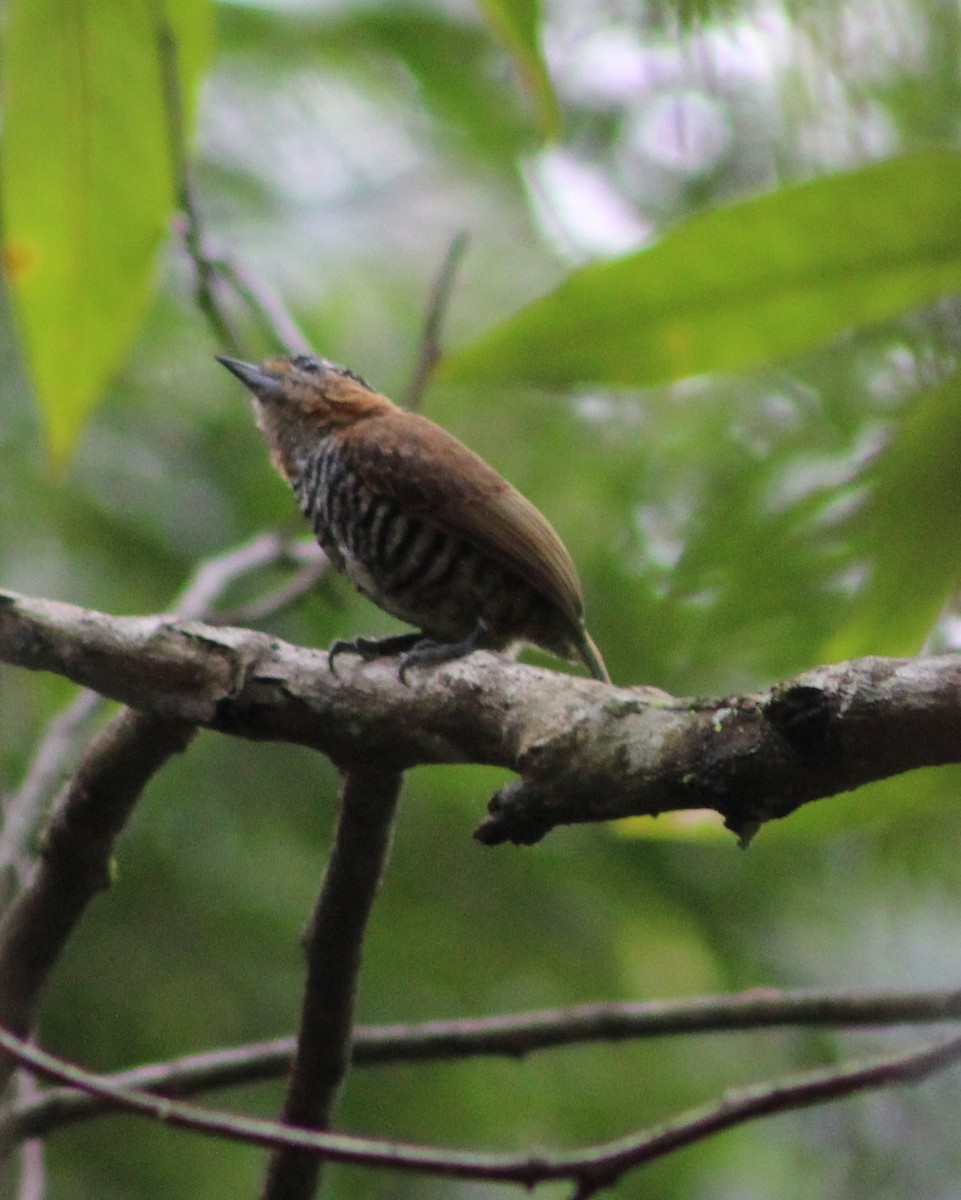 Ochre-collared Piculet - Pedro Behne