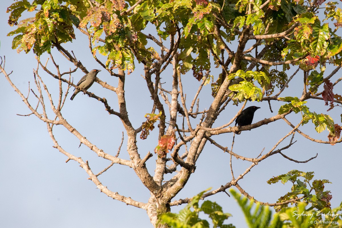 Striated Starling - ML618861348