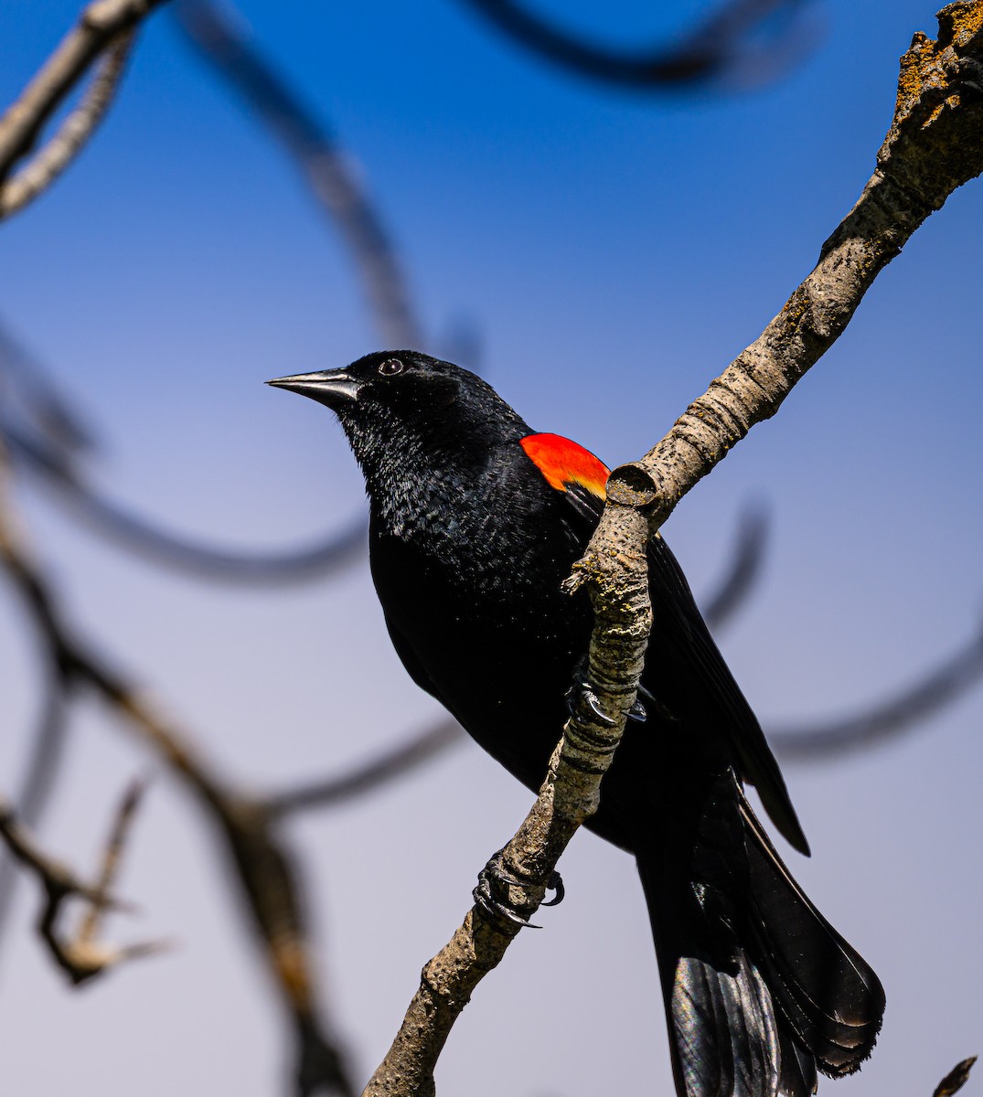 Red-winged Blackbird - Ken Miracle