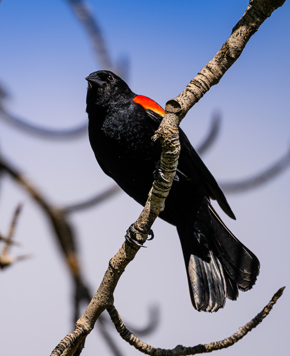 Red-winged Blackbird - Ken Miracle