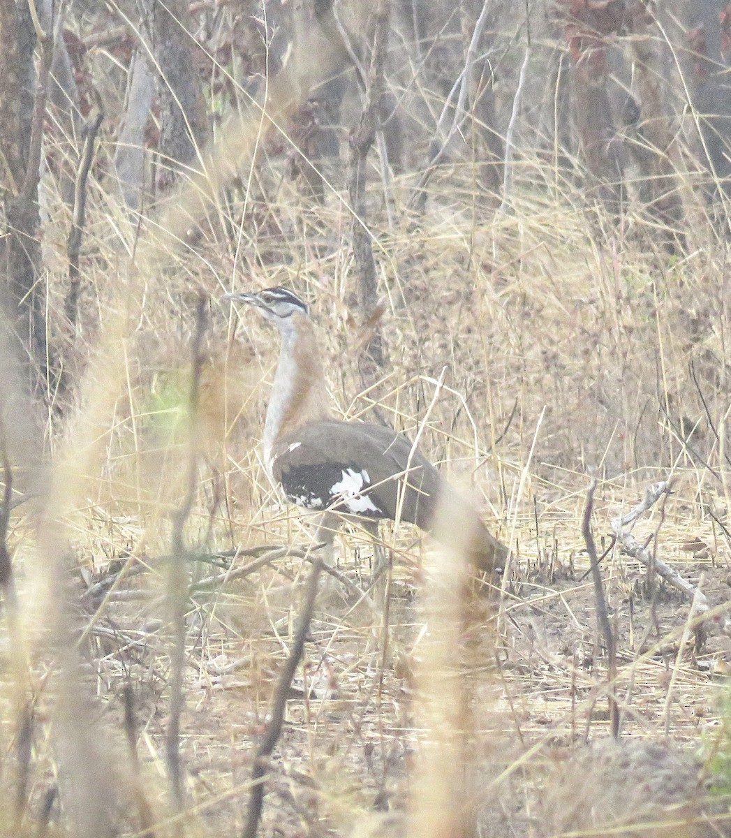 Denham's Bustard - Elizabeth Skakoon