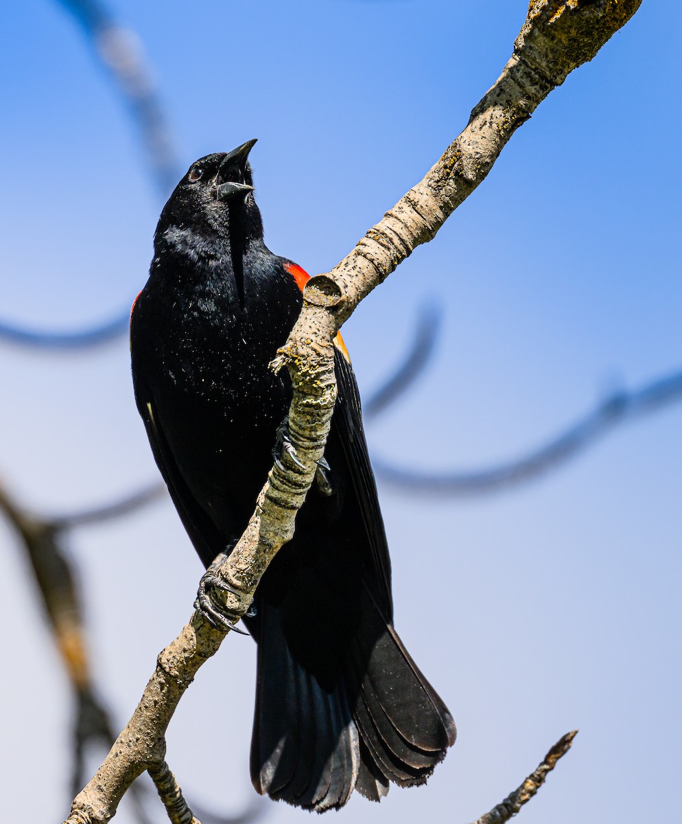 Red-winged Blackbird - Ken Miracle