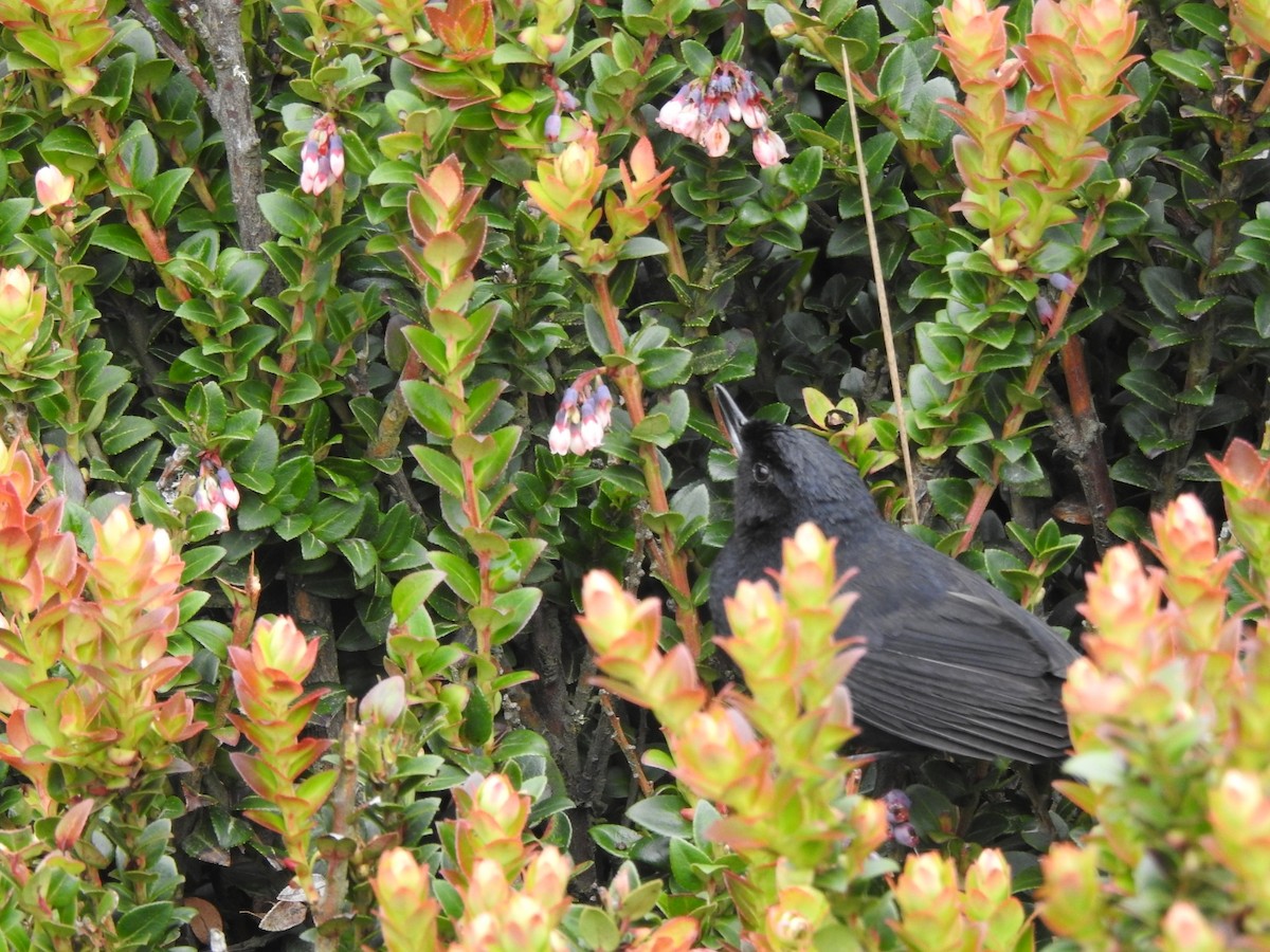 Glossy Flowerpiercer - ML618861378