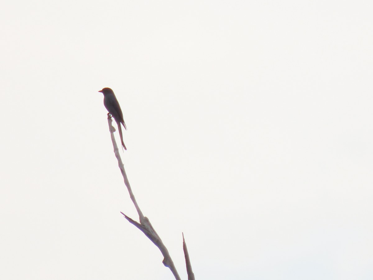 Ashy Drongo - phitchayapha sinthipho