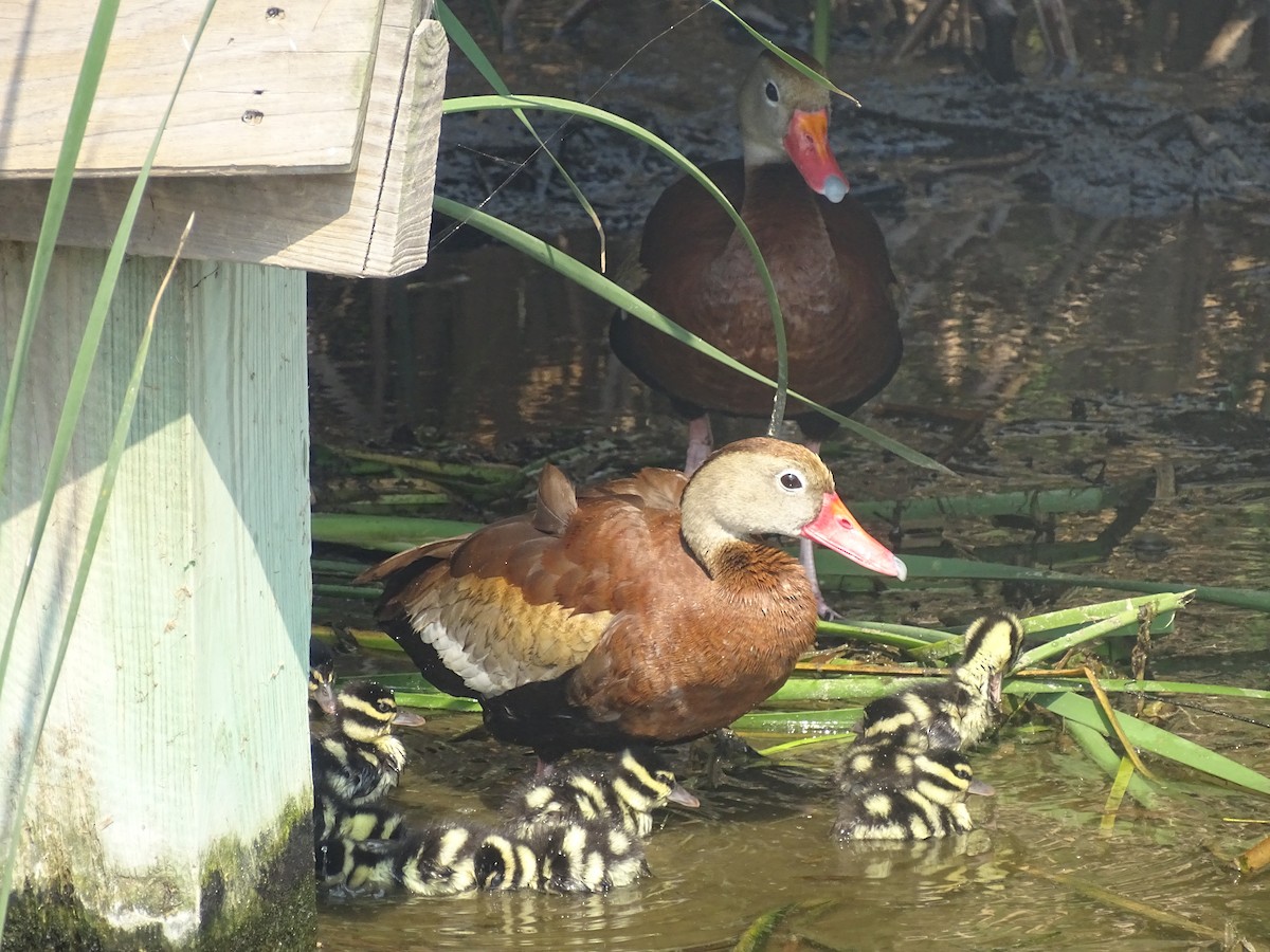 Black-bellied Whistling-Duck - Baylor Cashen