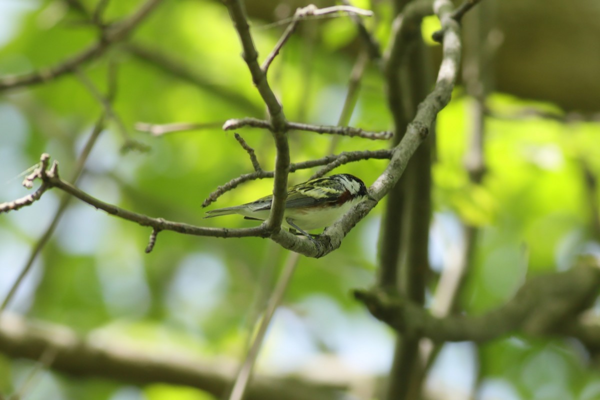 Chestnut-sided Warbler - Joshua Gant