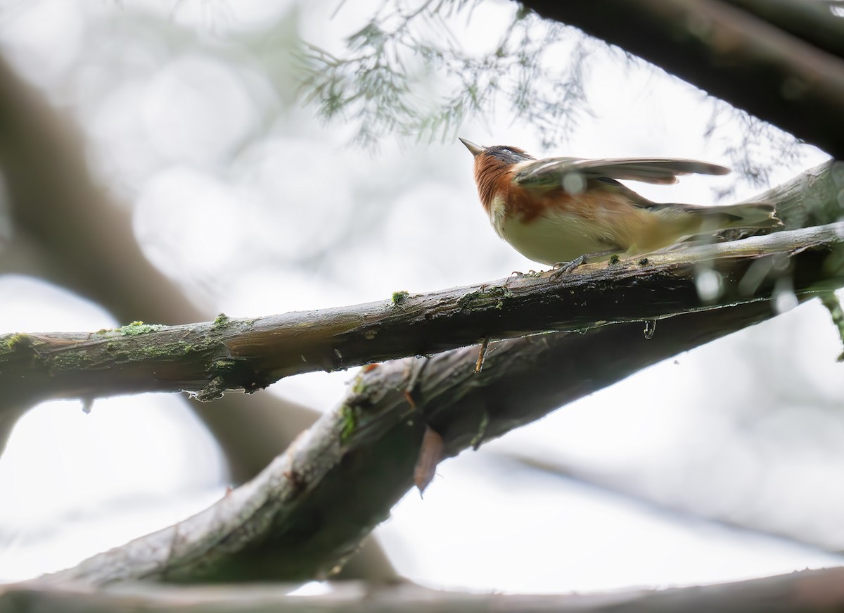 Bay-breasted Warbler - Karen Szafrajda