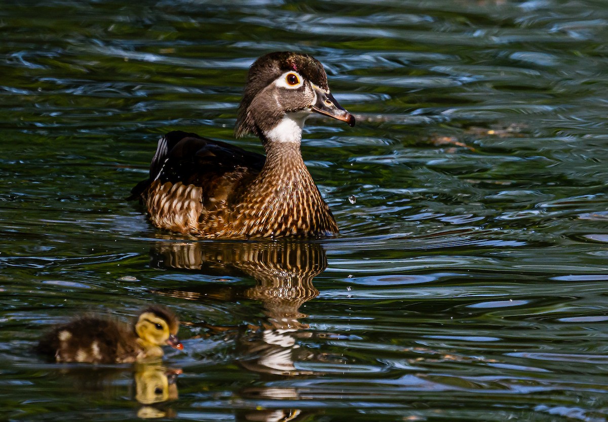 Wood Duck - Ken Miracle