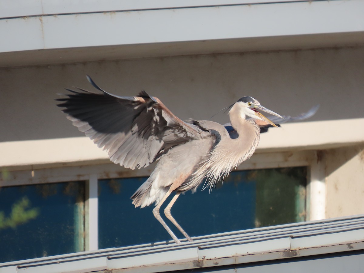 Great Blue Heron - Laura Hasty