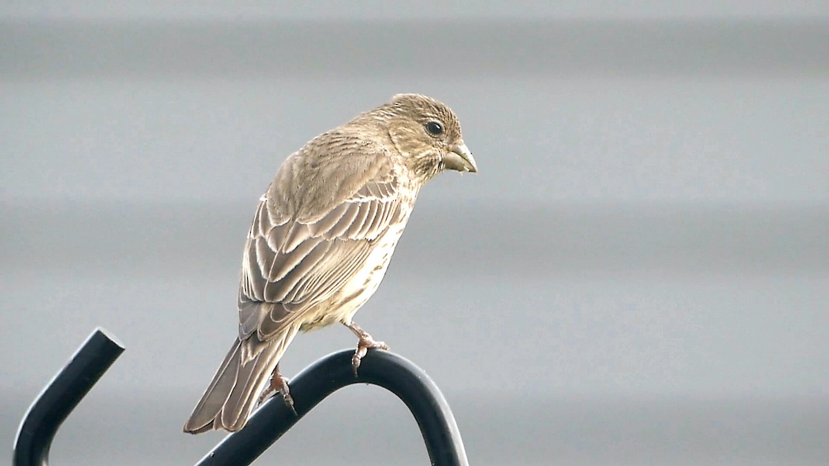 House Finch - Robert Langston