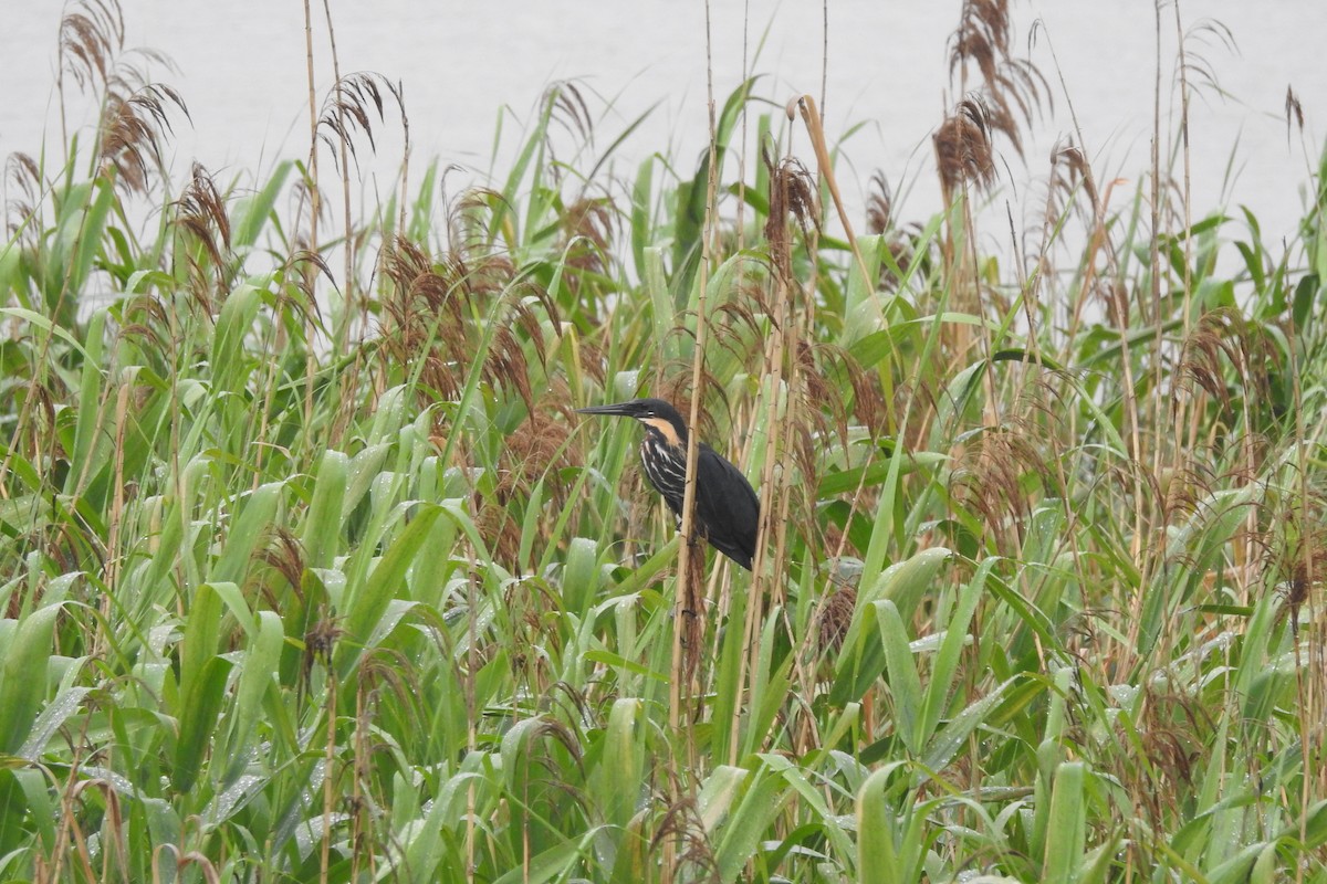 Black Bittern - Zhanyi Lin