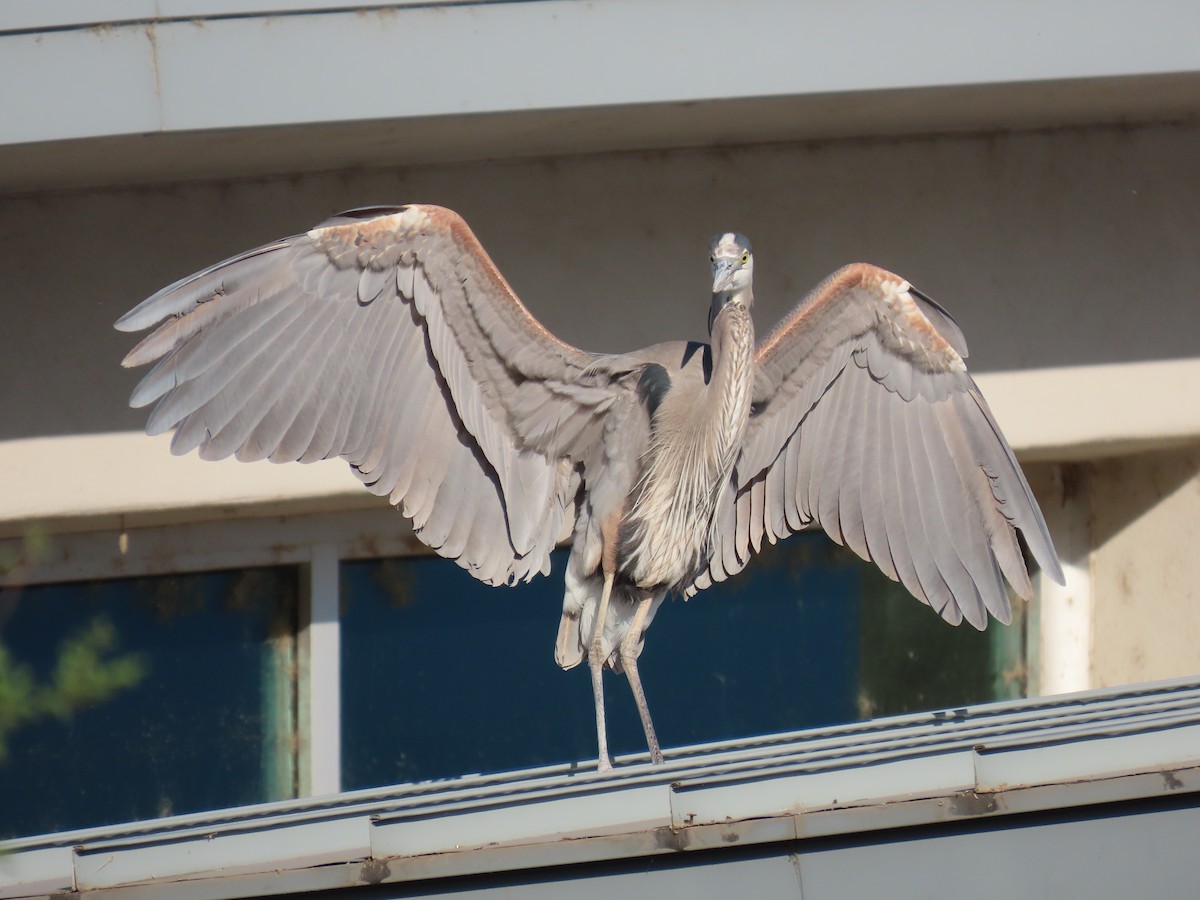 Great Blue Heron - Laura Hasty