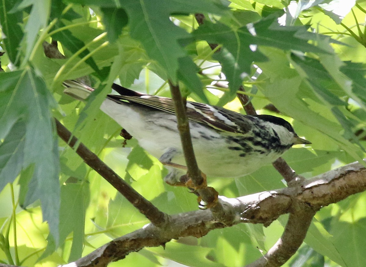 Blackpoll Warbler - William Parkin