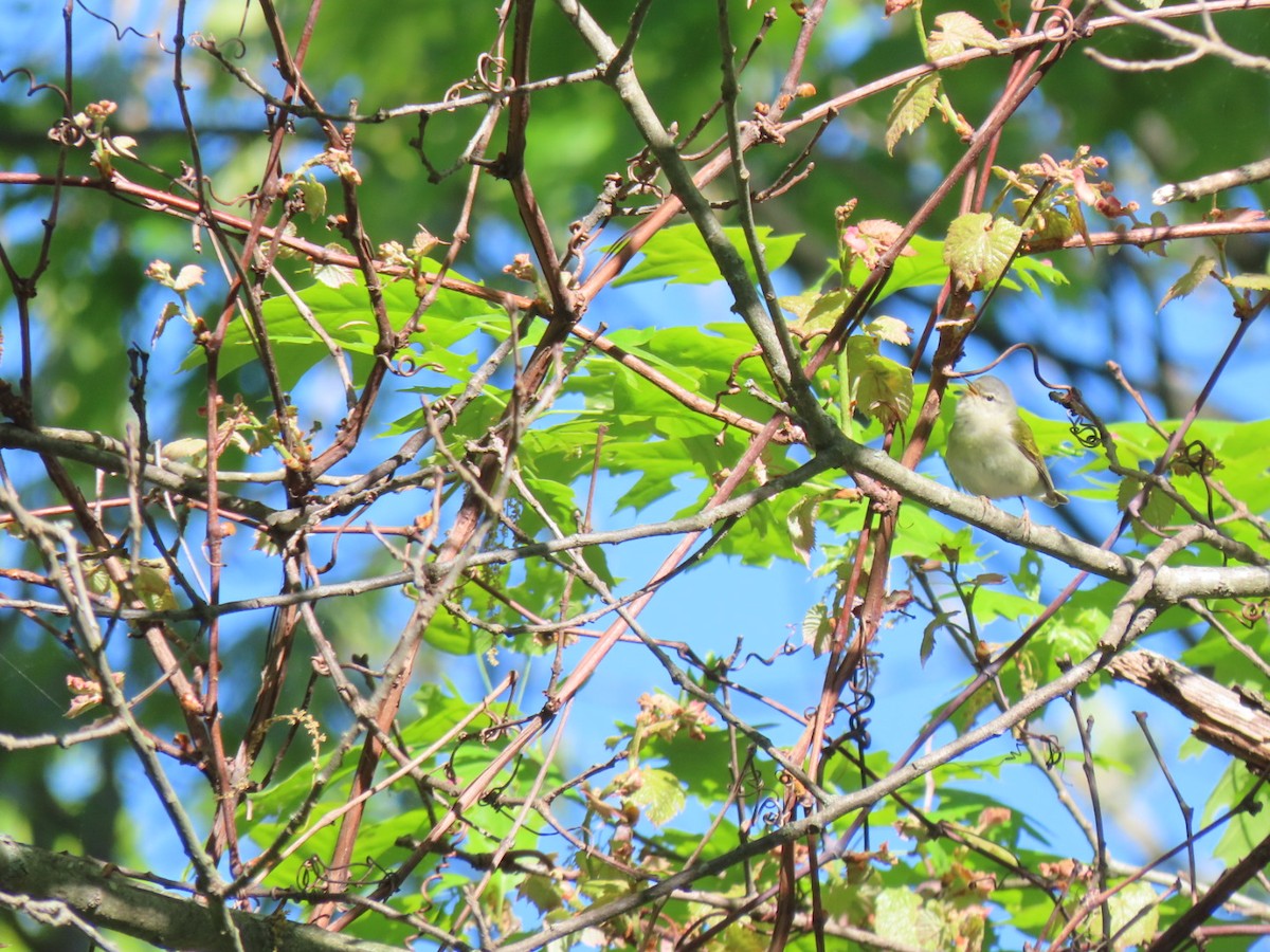 Tennessee Warbler - Sean Williams