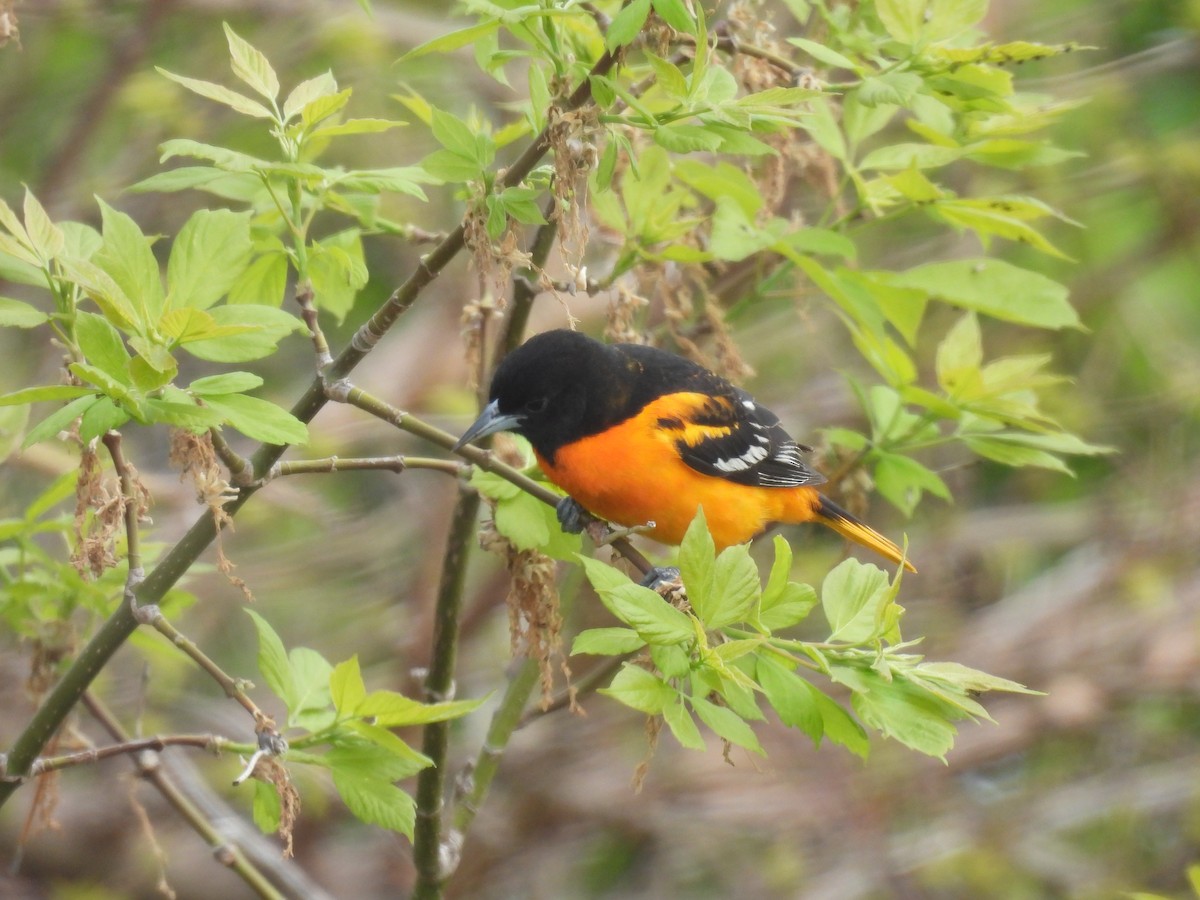 Baltimore Oriole - Jay Solanki