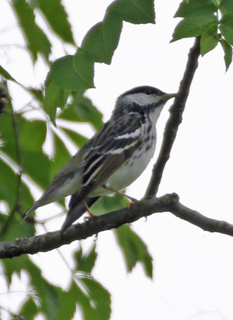 Blackpoll Warbler - William Parkin