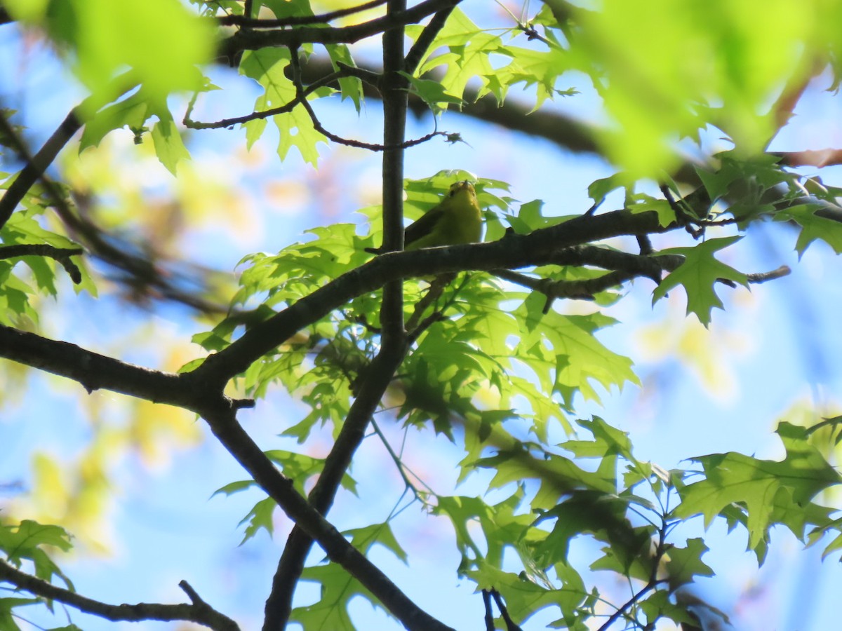 Wilson's Warbler - Sean Williams