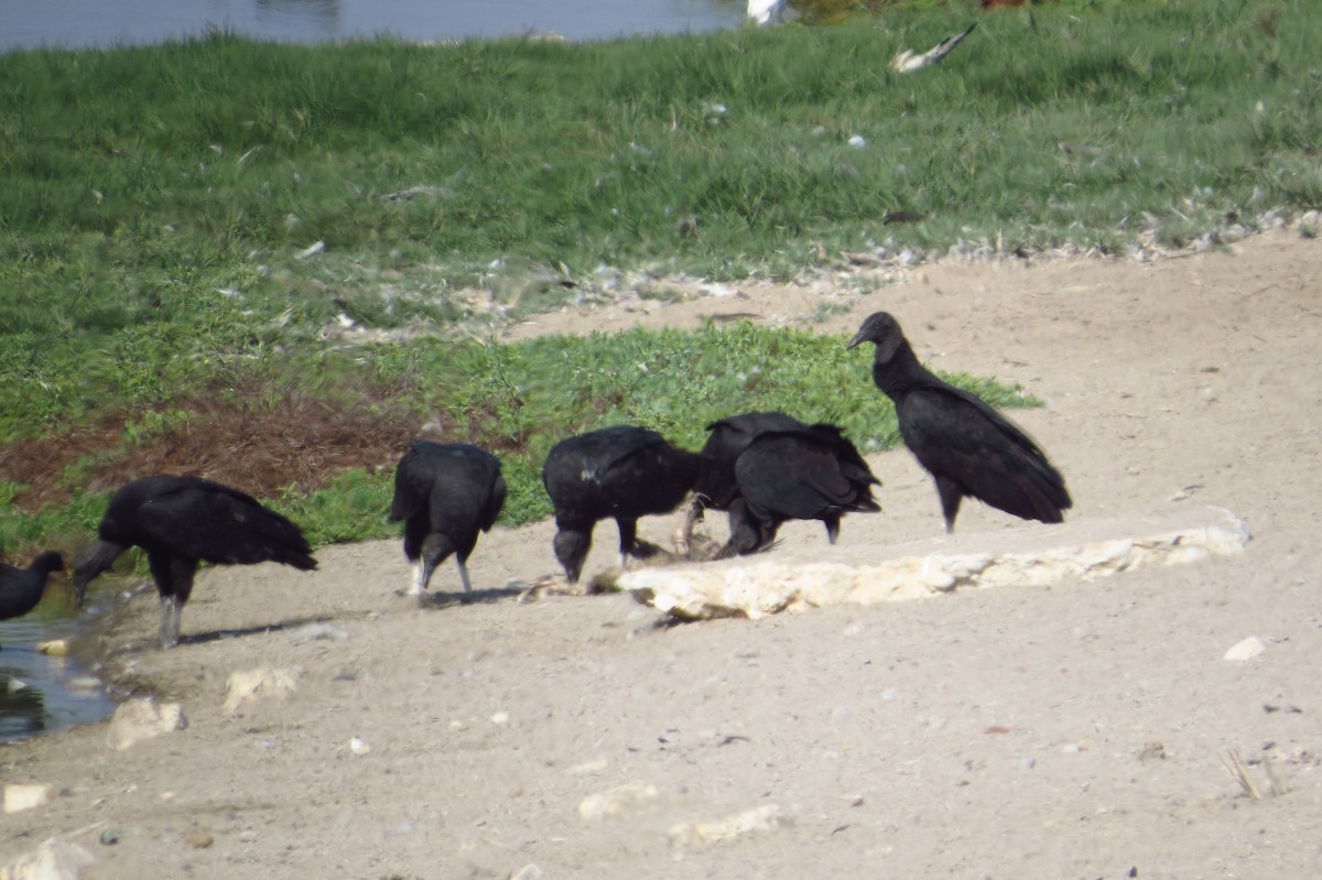 Black Vulture - Gary Prescott