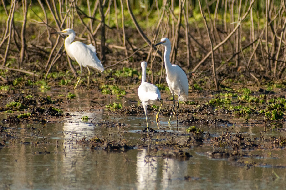 Snowy Egret - ML618861499