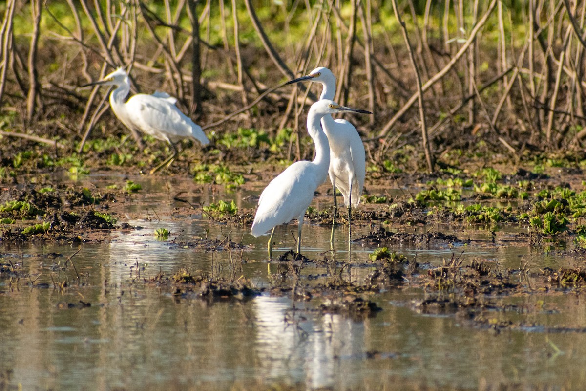 Snowy Egret - Ezequiel Racker