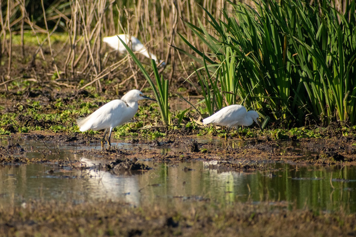 Snowy Egret - ML618861501