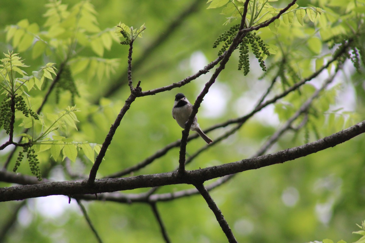 Carolina Chickadee - Lois Forster