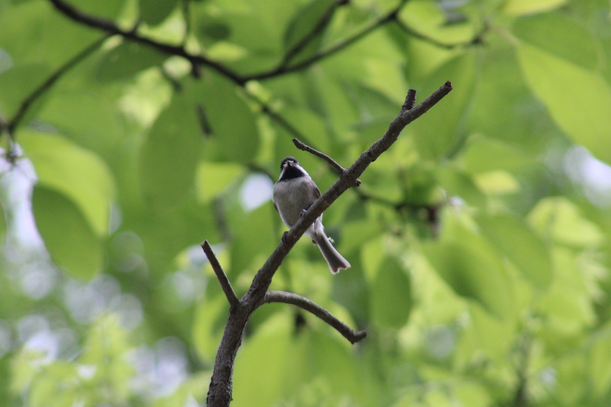 Carolina Chickadee - Lois Forster