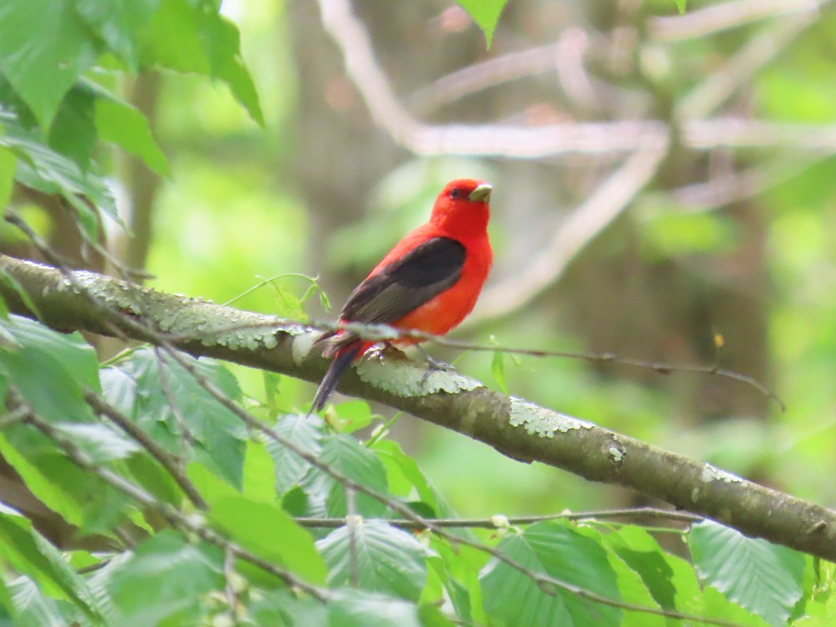 Scarlet Tanager - Kristin Mylecraine