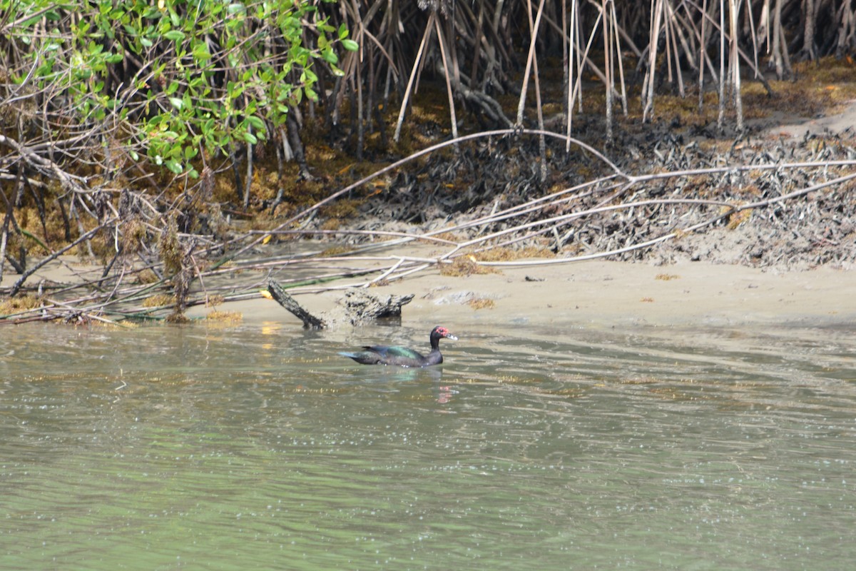 Muscovy Duck - ML618861514