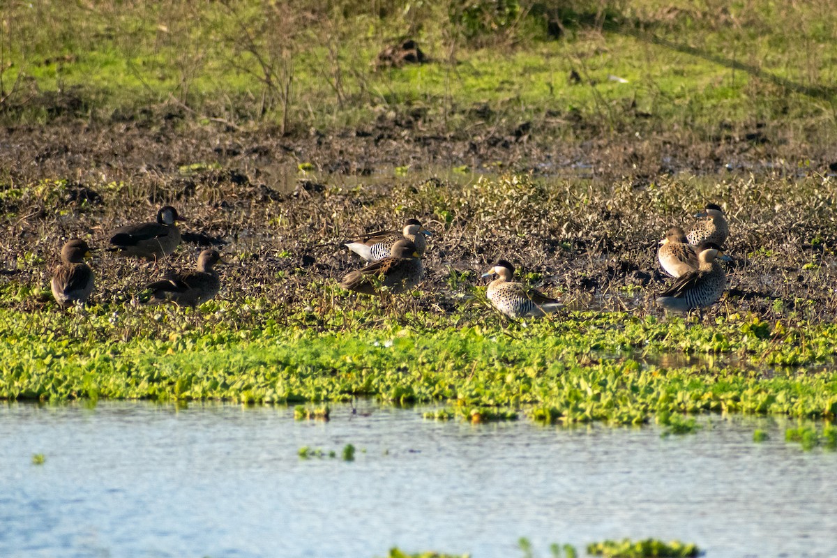 Silver Teal - Ezequiel Racker