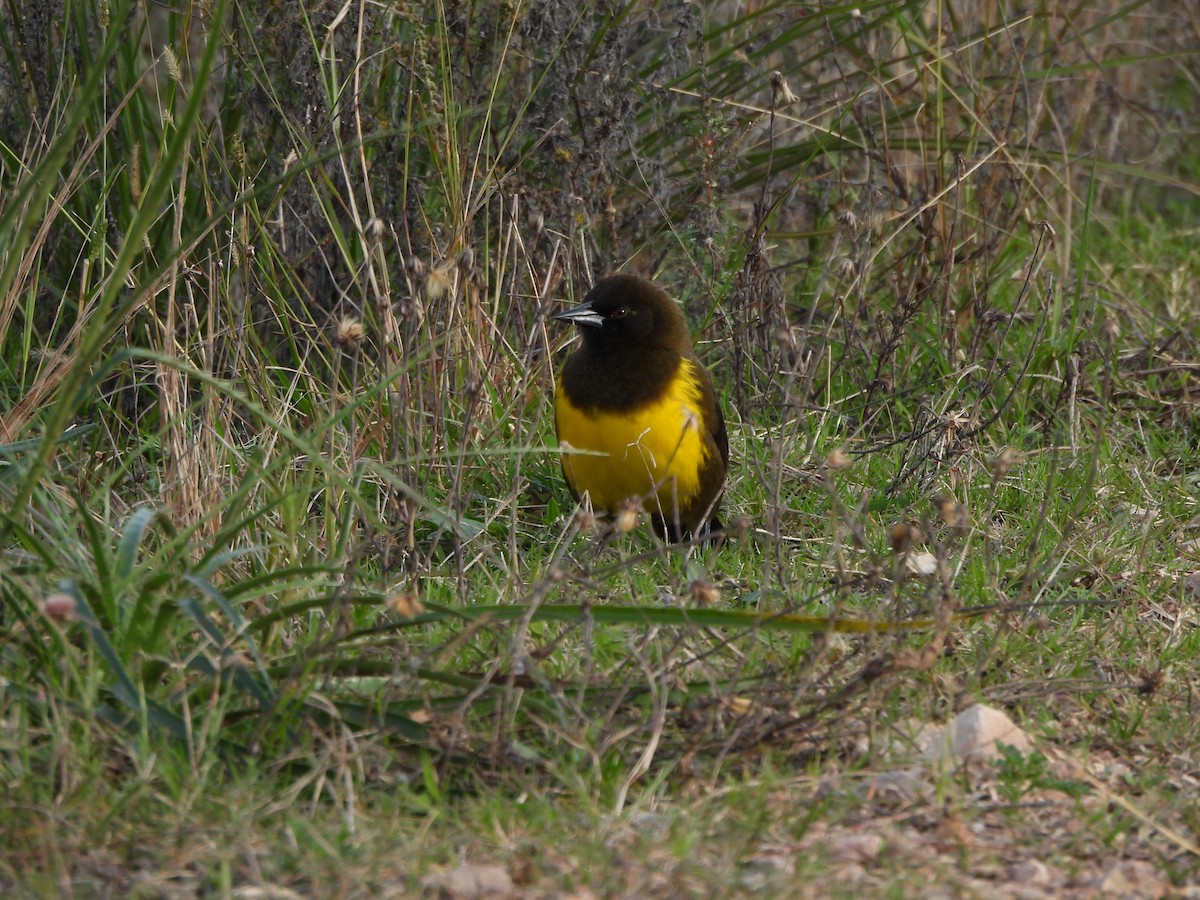 Brown-and-yellow Marshbird - Margarita González