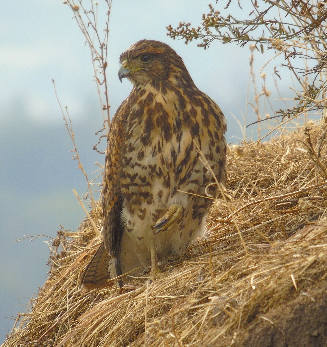 Harris's Hawk - ML618861535