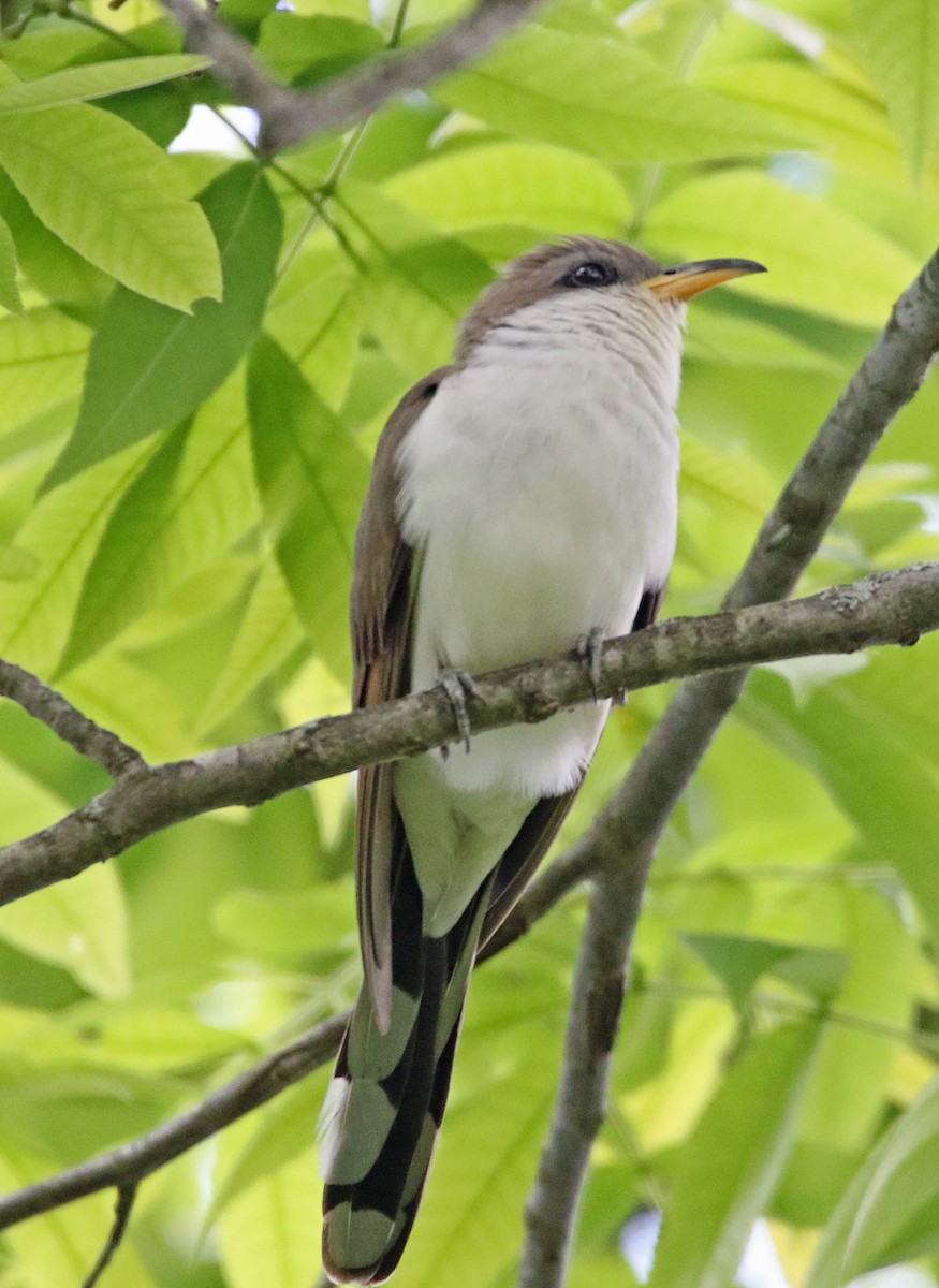 Yellow-billed Cuckoo - William Parkin