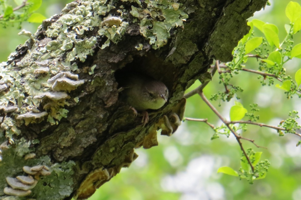 House Wren - Mayuko Fujino