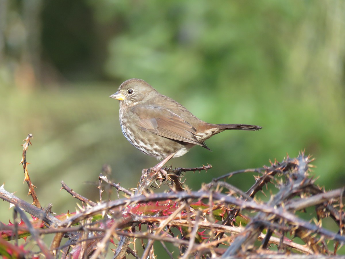 Song Sparrow - Sheila Hale